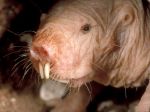 mole-rat_629_600x450