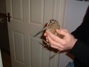 1931361_49160927734_3603_n