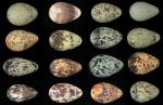 guillemot-egg