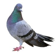 pigeon-wb