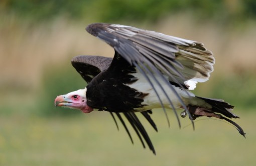 African White Headed Vulture