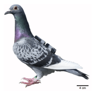 Pigeon2