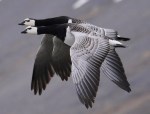 Barnacle Goose 1