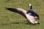 Barnacle Goose 3