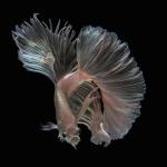 siamese-fighting-fish-portraits-visarute-angkatavanich-1