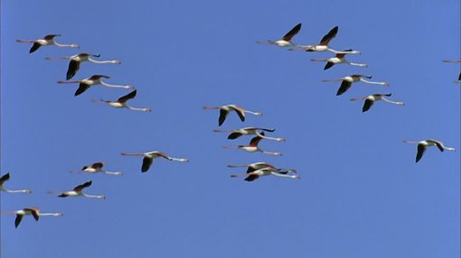 725861363-formation-flight-bird-migration-animal-migration-camargue